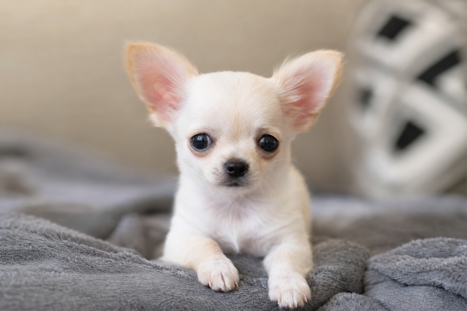 A calm Apple Head Teacup Chihuahua puppy resting alone, illustrating how to prevent separation anxiety in tiny breed puppies.