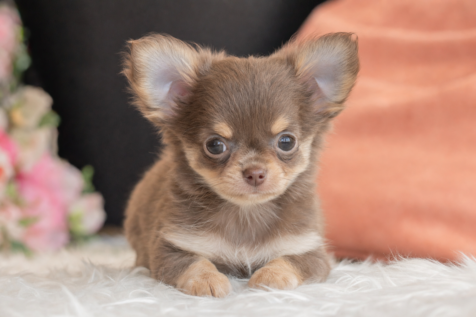 A fluffy Pomeranian puppy and a tiny Chihuahua puppy sit together, illustrating the importance of a proper vaccination schedule.