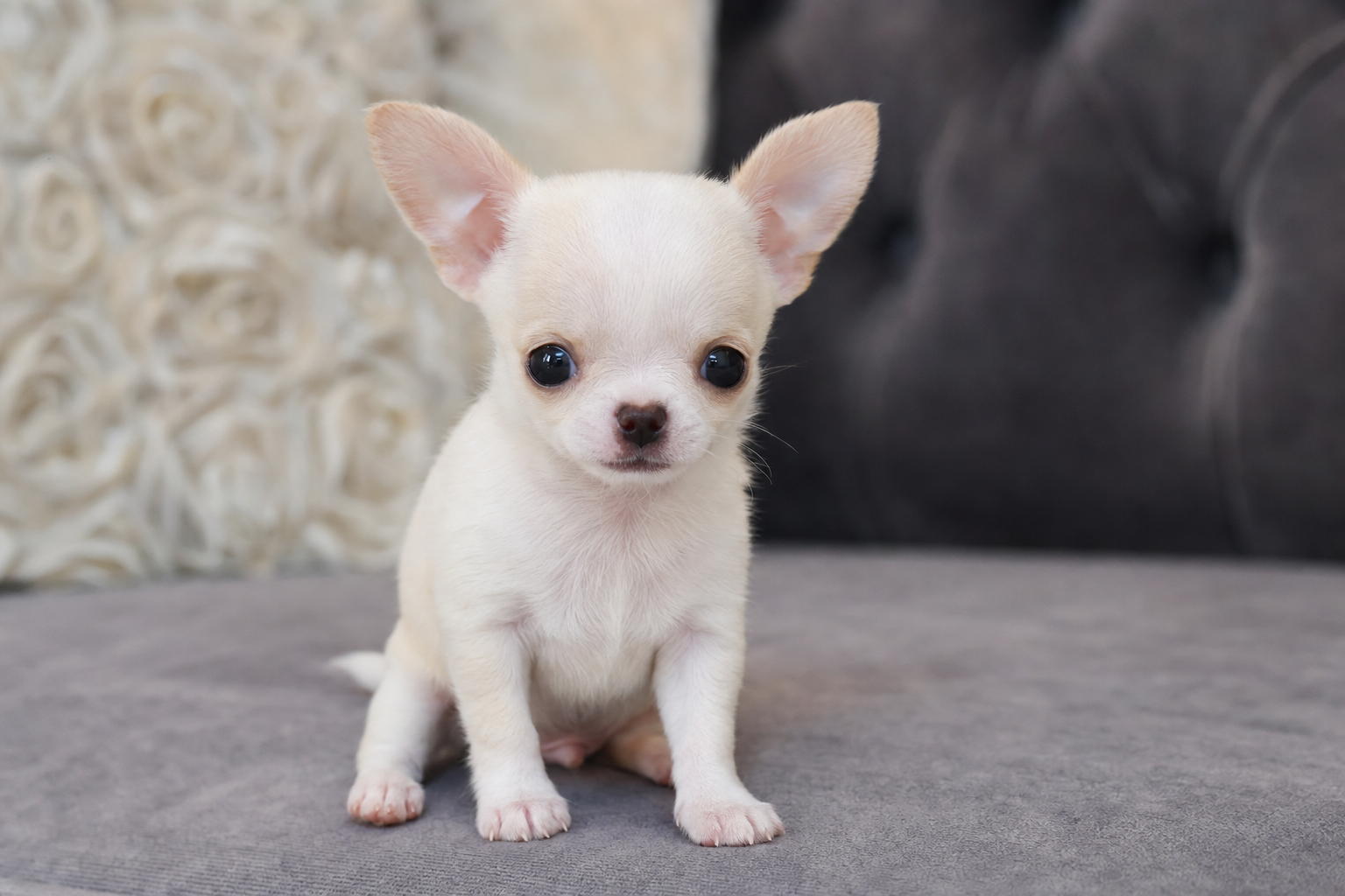 A healthy miniature Chihuahua puppy representing the topic of patellar luxation in Chihuahuas.