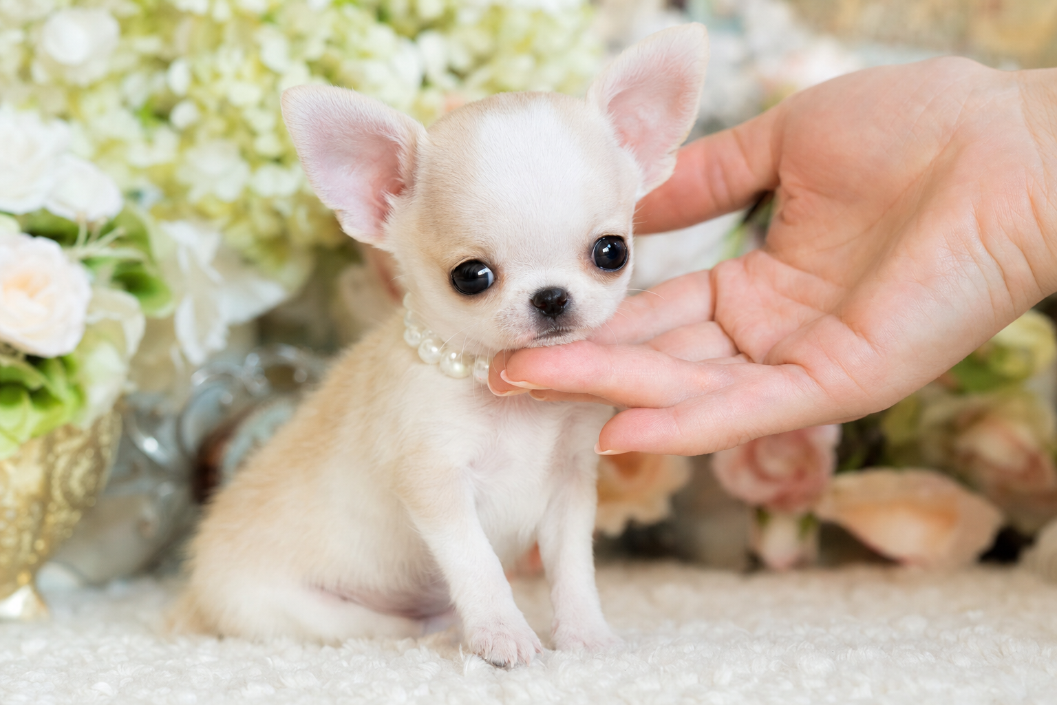A photorealistic Apple Head Chihuahua puppy, hand-raised in our California home — illustration for "Patellar Luxation in Smal