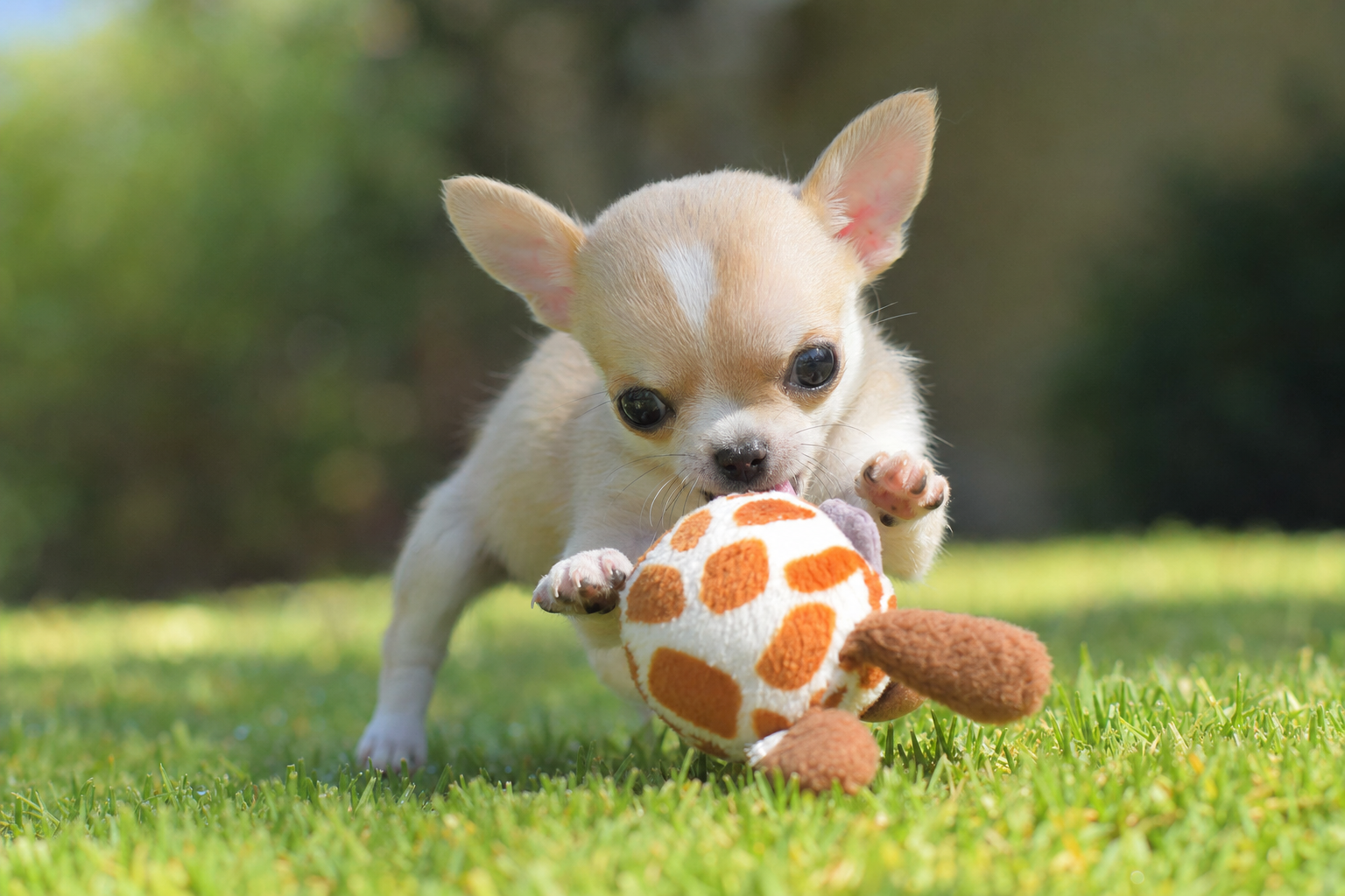 A happy long hair Chihuahua playing with a colorful puzzle toy on a soft rug indoors.
