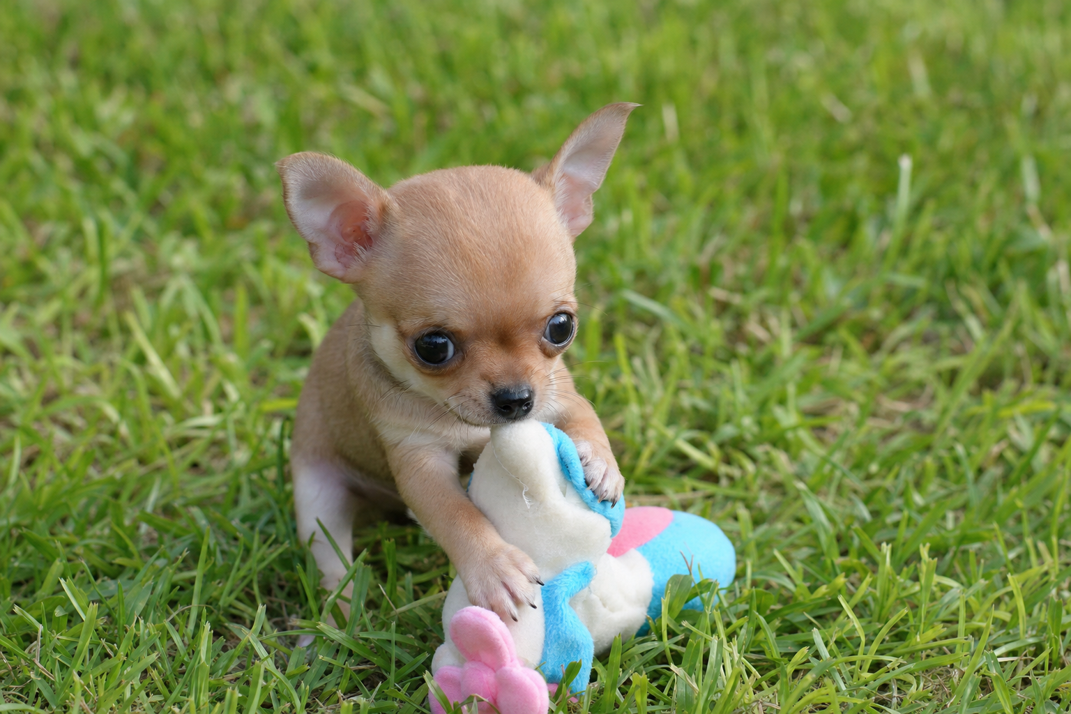 A happy Long Hair Chihuahua puppy playing with a colorful toy on a soft green lawn in the autumn sun.