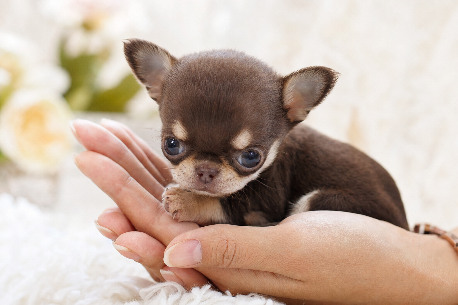 A tiny fawn Teacup Chihuahua puppy sitting attentively on a soft, white blanket in a sunlit room.