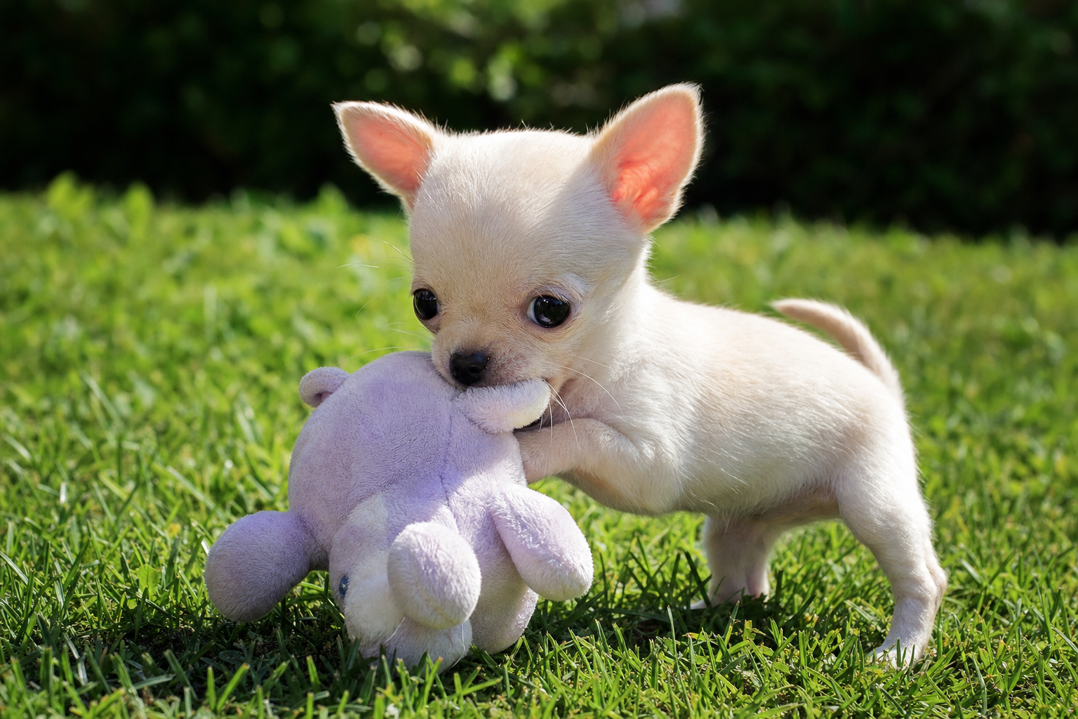 A happy long hair Chihuahua puppy playing with a colorful puzzle toy on a cozy rug indoors.