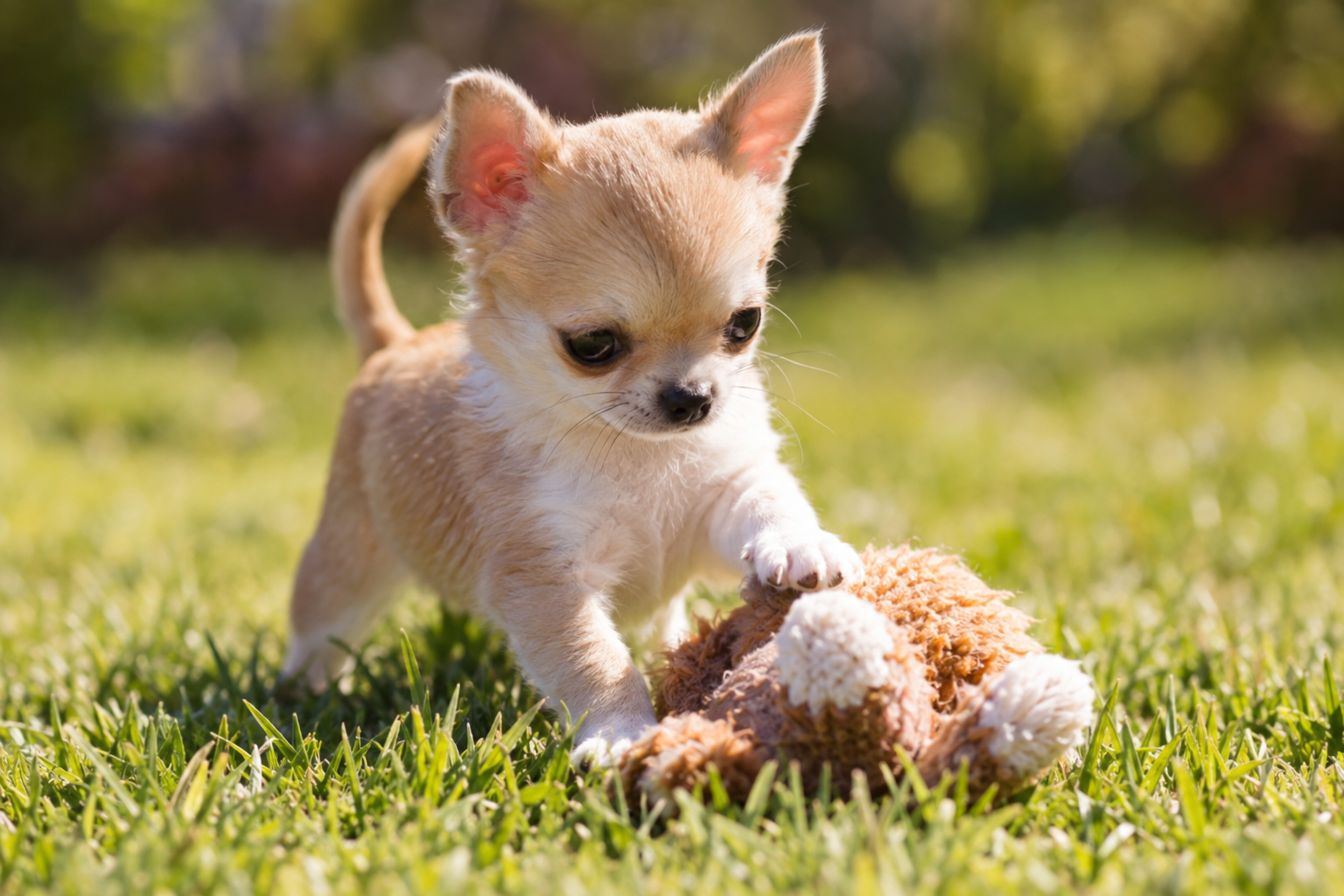Tan and white Chihuahua puppy with upright ears resting one front paw on a plush toy in the grass.