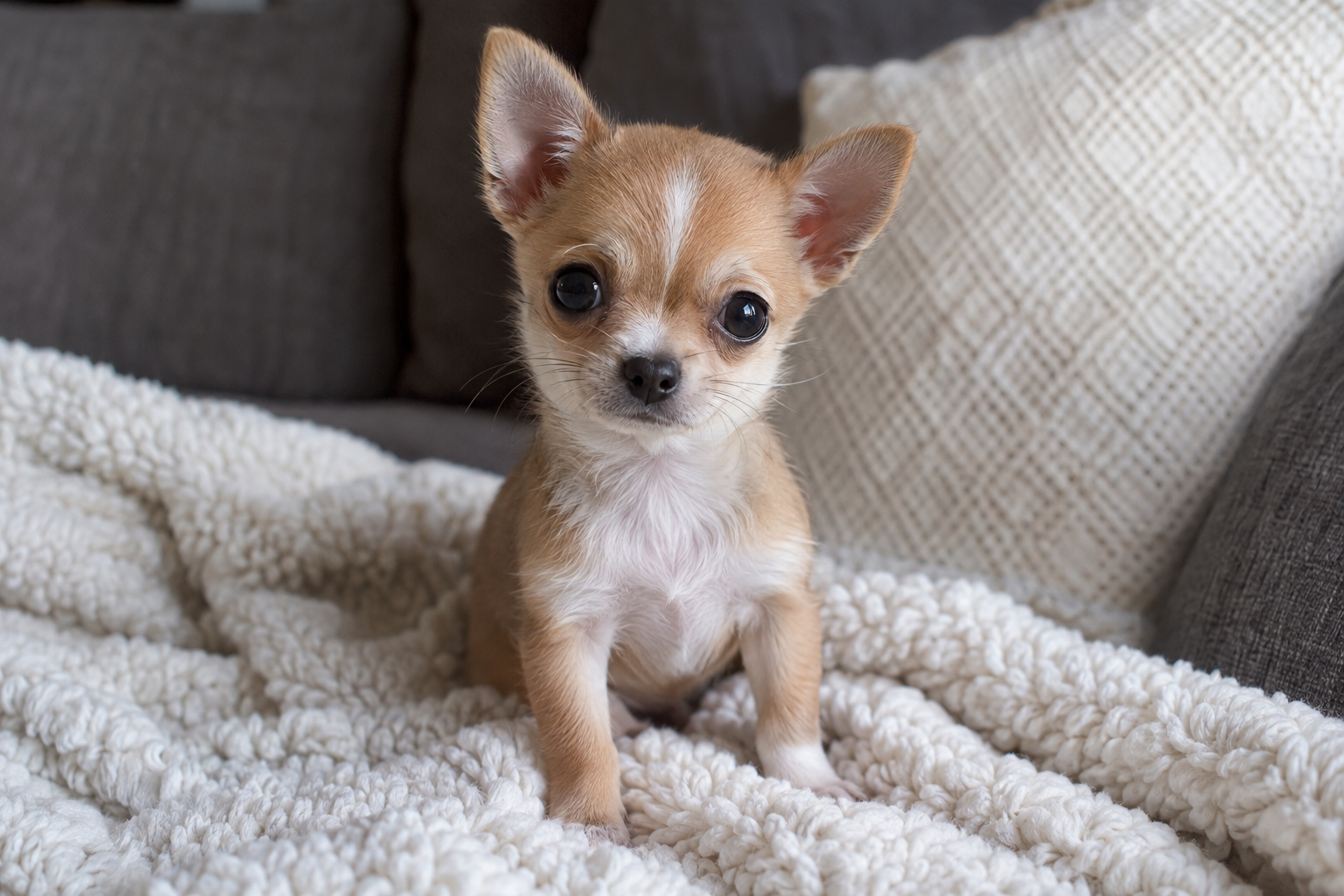 Tan and white Chihuahua puppy with upright ears sitting on a cream blanket on a gray sofa.