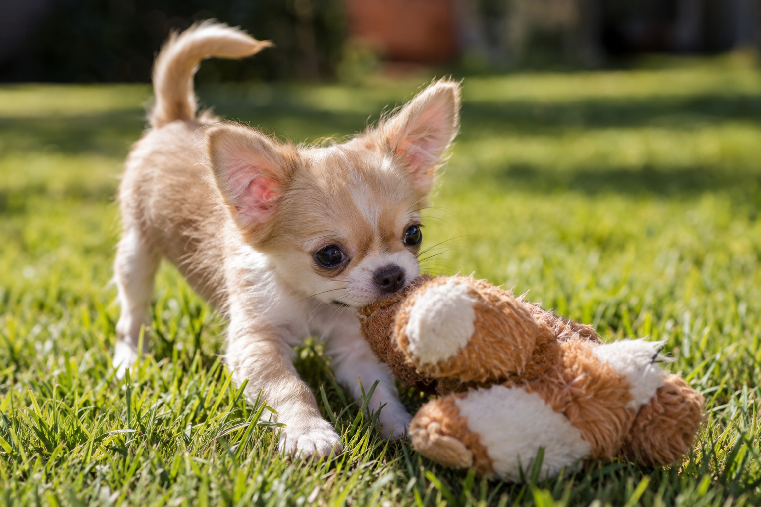 Tan and white Chihuahua puppy with upright ears biting a brown and white plush toy on grass.