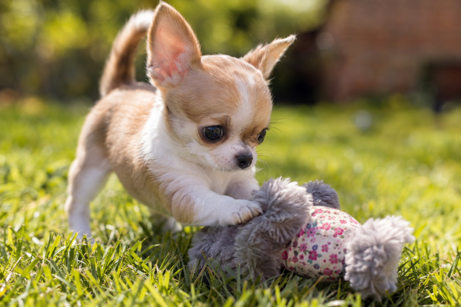 Tan and white Chihuahua puppy with upright ears playing with a gray floral plush toy on grass.