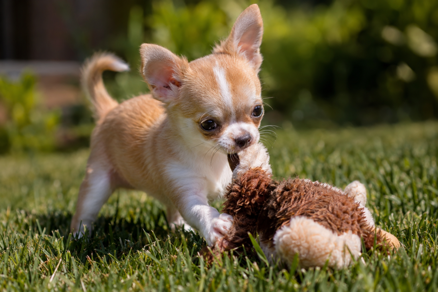 Tan and white Chihuahua puppy with upright ears playing with a brown plush toy on grass.